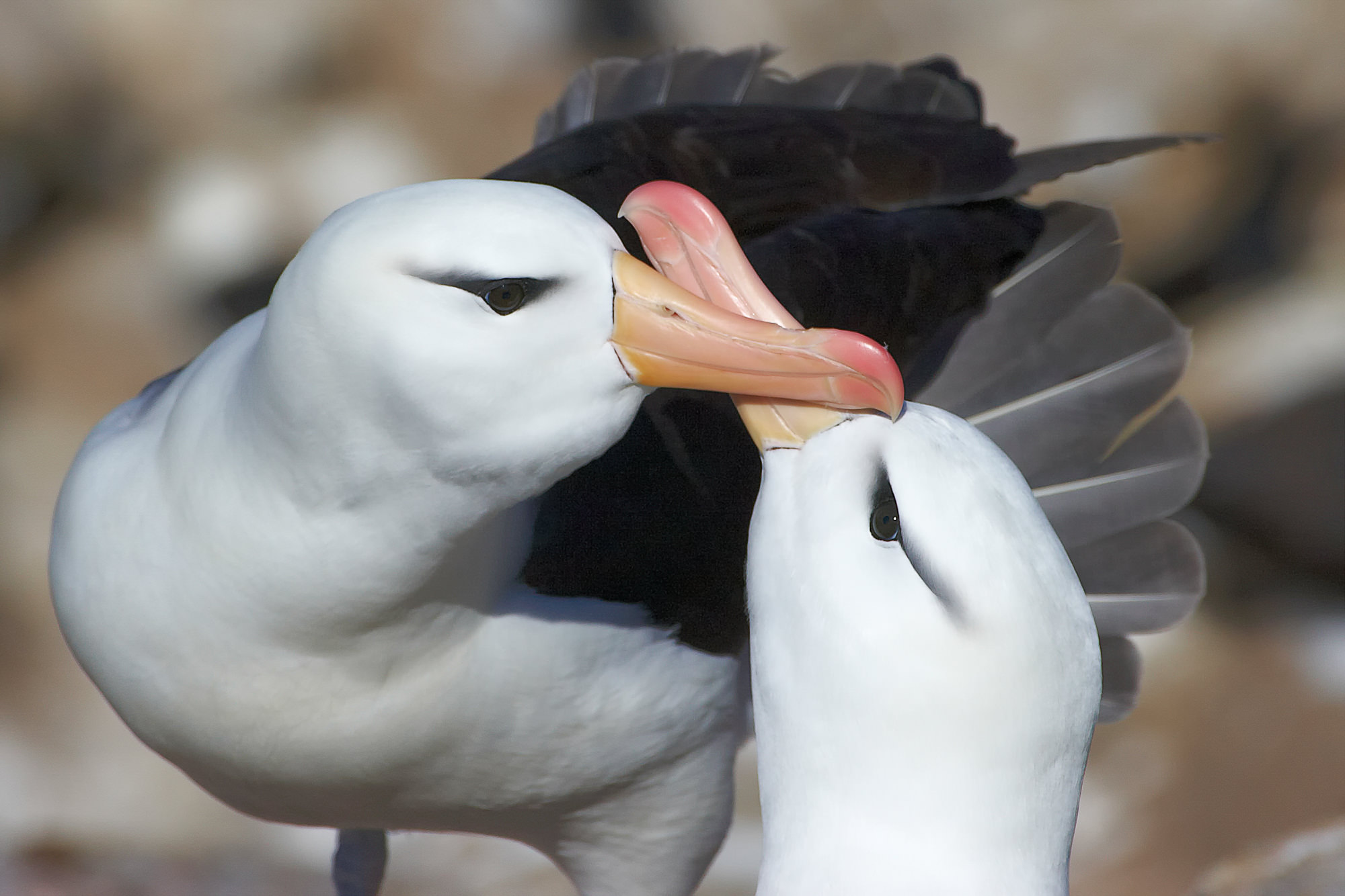 balzende Schwarzbrauen Albatrosse, monogam